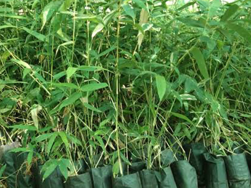 Plant 1 Million Bamboo Seedlings
