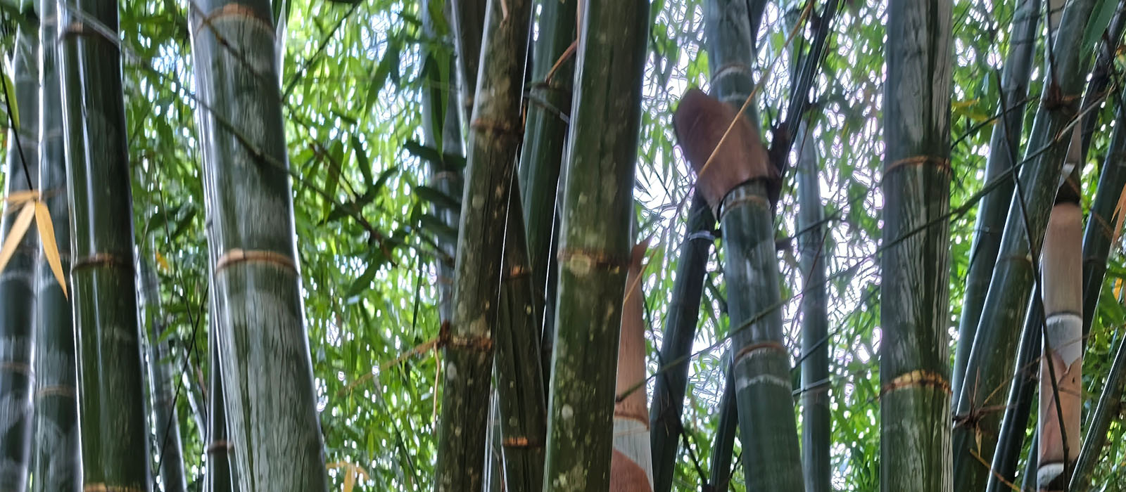 Bamboo Construction